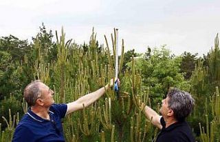 Genç fidanlar hızla büyüyor