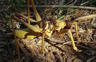 Gercüş’te etçil dev çekirge görenleri şaşırttı