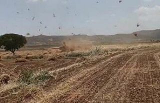 Gercüş’te fırtına mercimek tarlasını birbirine...