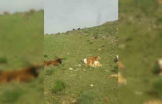 Gevaş’ta 15 büyükbaş hayvan kayboldu