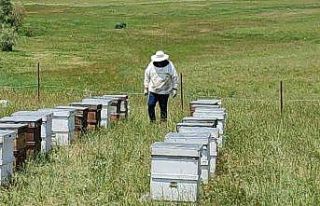 Gezgin arıcılar, kestaneden sonra çiçek balından...