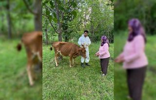 Giresun’da keneye karşı 70 bin 312 büyükbaş...