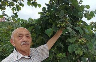 Giresun’da üretici fındık hasadı öncesi bahçe...