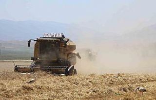 Gökhöyük’te buğday hasadı bereketli başladı:...