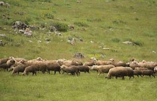 Gölcük yaylasında 6 yaşından beri hayvancılık...