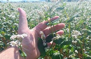Gölpazarı’nda karabuğdaylar çiçek açtı