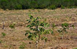 Gönen ve Ilıcak’ta "Gelir Getirici Tür"...