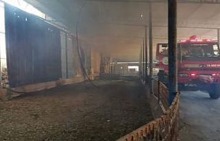 Gönen’de büyükbaş hayvan çiftliğinde yangın...