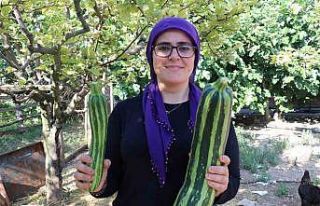 Görenleri şaşkına çeviren kabak