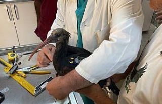 GPRS cihazı takılan kelaynak kuşları göç yolculuğuna...