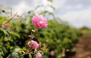 Gül üreticilerinin çilesi bitecek, kazançları...