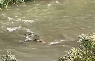 Hakkari’de 3 su samuru görüntülendi