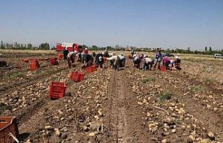 Hasadı başlayan patatesin kilogram fiyatı 9-11...