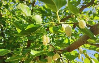 Hasat dönemindeki yağışlar, dutun rekoltesini...