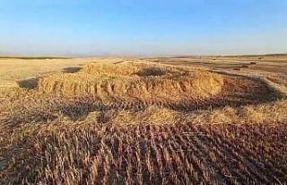 Hasat yapılacak ekili arazide oluşan obruk korkuttu