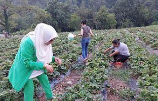 Hatay Dörtyol’da çilek hasadı başladı