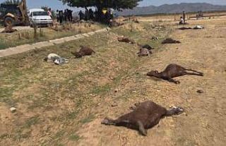 Hatay’da feci olay: 77 küçükbaş hayvan telef...