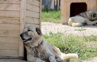 Havalar ısında kangallar bunalıma girmeye başladı