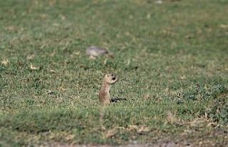 Havalar ısındı sincaplar ortaya çıktı