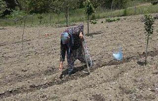 Havaların geç ısınması fide ekimini geciktirdi