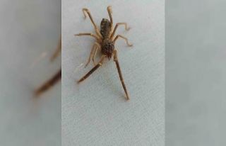 Havaların ısınmasıyla Sarıkız Örümceği Ortaya...