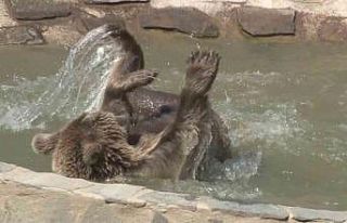 Hayvan rehabilitasyon merkezinde sıcaktan bunalan...