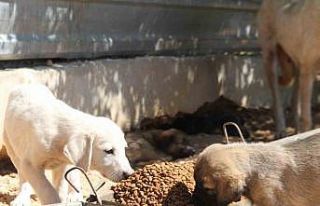 ’Hayvanların açlıktan birbirini yediği’ iddiası...
