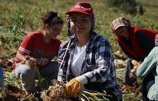 Her gün 200 kilometre yol kat edip sarımsak tarlasında...