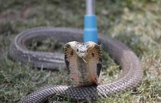 Hintli kadın, erkek arkadaşını zehirli kobra ile...