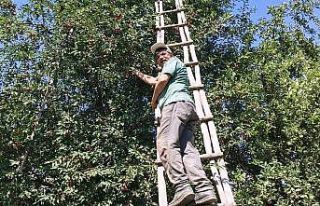 Hisarcık’ta vişnenin kilo fiyatı 8 TL