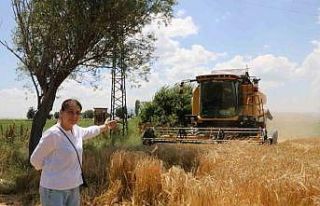Hububat hasadı arpa hasadı ile başladı