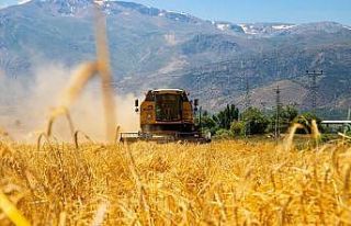 Hububat tarlalarında biçerdöver ile hasat işlemleri...