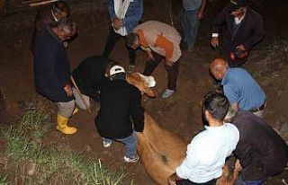 Iğdır’da 200 metrelik uçurumdan vadiye düşen...
