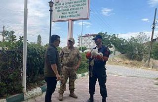 Iğdır’da yaralı leylek tedavi altına alındı