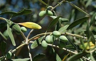 İklim değişikliği zeytinyağını da vurdu