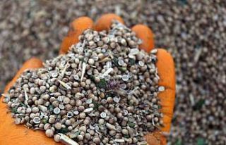 İlk defa ekildi, beklenenin üzerinde verim alındı