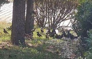 İnegöl’de kuşlar böyle serinledi