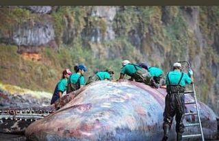 İspanya’da ölü balinanın bağırsağından 500...