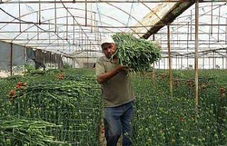 Isparta’nın karanfilleri Avrupa’yı renklendiriyor