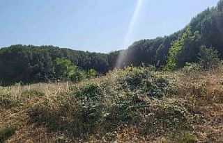 İstanbul Kemerburgaz’da orman yangını