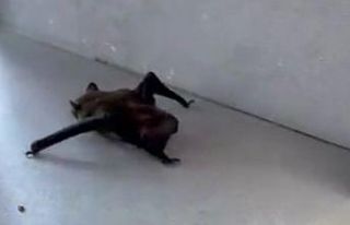 İstanbul’da evlere giren yarasalar paniğe neden...