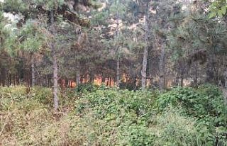 İstanbul’da orman yangını