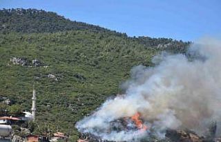 İzmir Kemalpaşa’da orman yangını