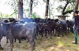 İzmir mozzarellası için üreticiye destek devam...