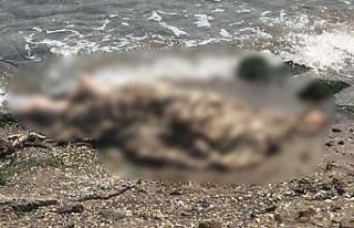 İzmir’de deniz kenarında erkek cesedi bulundu
