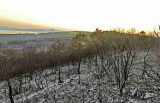 İzmir’deki orman yangınlarında soğutma çalışmaları...