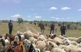 Jandarma kayıp 100 koyunu dron ile 1 saatte buldu