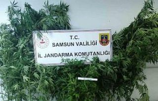 Jandarma kümes bahçesinde ekili 20 kök kenevir...
