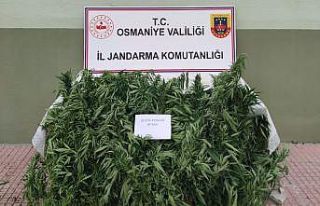 Jandarma, ormanlık alana ekilen hint kenevirlerini...