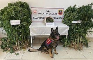 Jandarmadan uyuşturucu operasyonu: 1 tutuklama